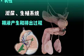 男性的泌尿和生殖系统，精液的产生和排出过程 #解剖学 #医学生