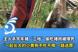 主人杀完年猪“二哈”偷吃猪肉被撑死，一起长大的小黄狗不吃不喝、一路送葬。