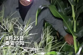 身价上千的蟋蟀长什么样？8月25日，泰安宁阳，资深“蟋蟀捕手”张宝殿深夜抓到一只品相很好的蟋蟀，兴奋地直嘟囔“黄大头”。天还没亮，这只“黄大头”就被别人买走。#山东dou知道