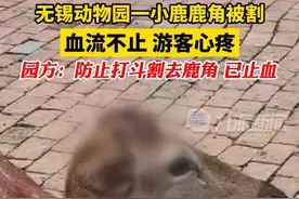 8月30日，江苏无锡，#动物园回应小鹿被割鹿角血流不止：防止打斗，已止血。