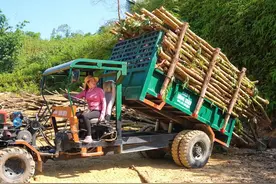 包下半个山头的树木，砍伐卖给木材厂，忙到天黑又大赚一笔