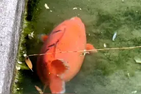 #趵突泉锦鲤撑得游不动了！10月4日，山东济南，“十一”假期趵突泉游客人数上涨，锦鲤们持续被投喂。保安：它们吃得多运动少，不宜再喂了！#趵突泉 #锦鲤