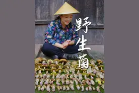 云南的朋友都收到短信了吗？准备上山捡菌子咯！ #菌子视频封面