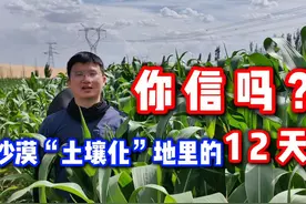 你信吗？沙漠“土壤化”地里的12天 12天的变化巨大！#沙漠土壤化视频封面