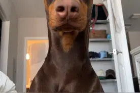 杜宾为什么要剪耳断尾 #杜宾 #萌宠出道计划 #宠物