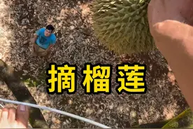 摘榴莲，一件很讲究技巧的工作！ #摘榴莲 #科普 #涨知识