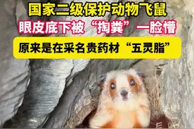 国家二级保护动物飞鼠，眼皮底下被“掏粪”一脸懵，原来是在采名贵药材“五灵脂”#保护动物 #飞鼠 #五灵脂