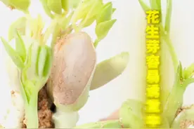 谨防芽菜中毒