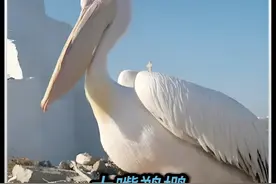 鹈鹕：生吃个人，我很抱歉。 #动物解说 #动物科普