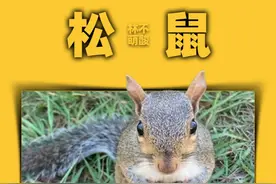 动物真的会报恩，即使是一只小松鼠 #神奇动物在抖音 #万物皆有灵性  #动物的感情超乎我们的想象  #人与动物发生感人的故事 #松鼠视频封面