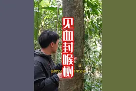 比眼镜蛇还要毒4倍的树，在森林子里见到要注意了