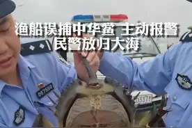 渔船误捕“蓝血动物”？是国家二级保护动物中华鲎，民警放归大海！（供稿：舟山台）#浙江dou知道  视频封面