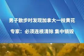 男子散步时发现加拿大一枝黄花，专家：必须连根清理 集中销毁，目前相关部门已到现场核查处理视频封面