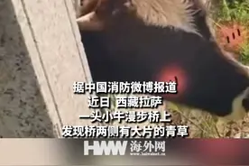 小牛着急吃草一头钻进桥洞 结果被卡住脖子 消防员“凿壁救牛”视频封面