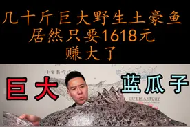 几十斤的巨大野生土豪鱼，居然只要1618元，赚大了 #石斑鱼 #海鲜视频封面