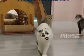 #河南洛阳 猫咪长了一张“人脸表情包”，主人：万里挑一也长不成这样视频封面