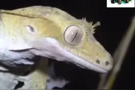 睫角守宫简介7/9 走位最骚的灭绝动物