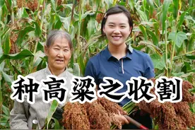 我们的高粱丰收啦#茅台镇李蒹葭 #收获的季节 #高粱 #农村生活 #秋收视频封面