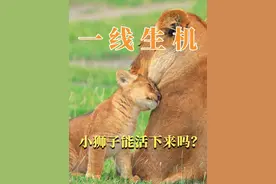 在坦桑尼亚观察到狮子的特殊行为，你觉得小狮子能活下来么❓

和自然圈去世界各地，看更多有趣的物种，观察动物的生活和行为，剖析现象背后的生物学和生态学本质。关于我，一起同行吧❗

@自然圈旗舰店 @抖音自然 @DOU+小助手 @抖音短视频 
#生态旅行 #东非大草原 #坦桑尼亚 #肯尼亚 #博物学家的自然之旅 #野生动物 #野生动物零距离 #野生动物保护 #动物行为大赏 #狮子视频封面