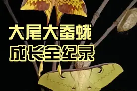 你留意过课本里的毛毛虫吗？全程记录毛毛虫蜕变经过！ #自然奇境科普季  #春日盛放  #大蚕蛾