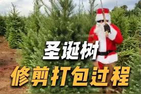 圣诞农场里的圣诞树，修剪打包到运输的全过程！ #圣诞树 #圣诞农场 #圣诞节 #趣事 #科普视频封面