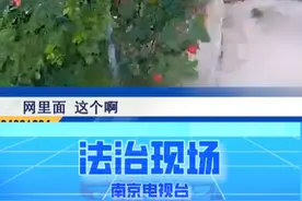 是罂粟花还是虞美人？民警教您快速辨别 #罂粟视频封面