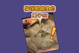 猫咪得了眼线虫？害，自己吓自己~ 科学养猫，拒绝焦虑~！@#养猫小百科#眼线虫#猫咪眼睛#养猫焦虑症#新手养猫@DOU+小助手