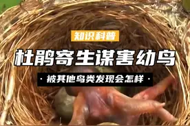 杜鹃寄生也有好处？抢占鸟巢谋害幼鸟，被其他鸟类发现会怎样？ （1）#杜鹃 #鸠占鹊巢 #揭秘 #科普视频封面