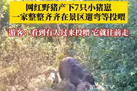 网红野猪产下7只小猪崽，摇头摆尾等投喂 #神奇动物在抖音 #野猪 一家整整齐齐在景区遛弯。游客：看到有人拿食物，它们就往前走几步。但朋友们靠近也请多加注意安全！ #巡山