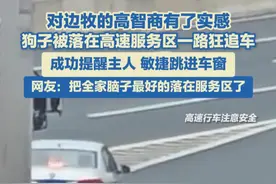 4月5日，江西，狗子被落在高速服务区一路狂追车，最终成功提醒主人，敏捷跳进车窗。#边牧 #狗视频封面