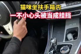 1月12日 浙江杭州，猫咪坐扶手箱内，一不小心头被当成挂挡。视频封面