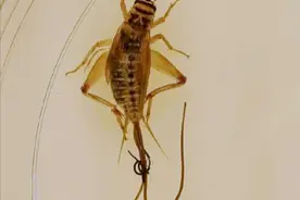 为什么把螳螂放在水中会钻出铁线虫 #神奇动物在抖音 #奇妙的动物 #科普一下 #螳螂 #蟋蟀视频封面