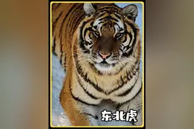 东北虎，又称山君，猫科动物战力天花板 #东北虎 #野生动物零距离