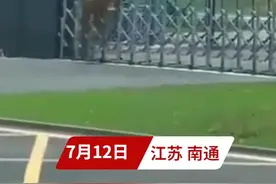 神兽跃龙门！#麋鹿轻松跃入南通大学大门 网友笑称：要上大学了
@DOU+小助手 视频封面