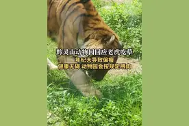 黔灵山动物园回应老虎吃草
年纪大导致偏瘦
健康无碍 动物园会按规定喂肉