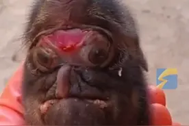 5月14日报道，新生猪仔形似小象！一对大耳朵，鼻子长在眼睛上面。主人：靠人工喂食奶粉，已存活两天。#震惊 #神奇视频封面