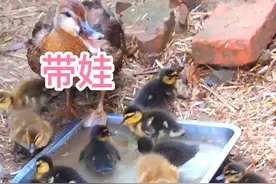 出壳3天的小野鸭，野性十足，看野鸭妈妈怎么带它们的视频封面