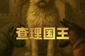 河北土狗火成外网顶流，下司犬长毛逆袭查理国王，被称最强阿尔法 #抖音电脑版 #下司犬 #长毛 #查理国王 #狗王视频封面