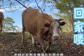 东北农村，延边黄牛5月上山9月下山，结束了4个多月的自由生活视频封面