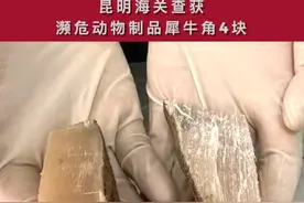昆明海关查获濒危动物制品犀牛角4块。 #昆明 #犀牛 #犀牛角 #动物 #濒危 角质物均源于奇蹄目犀科犀牛，犀牛属《濒危野生动植物种国际贸易公约》（CITES）附录Ⅰ列明物种。海关提醒：根据《濒危野生动植物种国际贸易公约》及《中华人民共和国野生动物保护法》等规定，除合法持有《允许进出口证明书》并按规定办理海关手续外，禁止贸易、携带、寄递濒危物种及其制品进出境，情节严重构成犯罪的将依法追究刑事责任。视频封面
