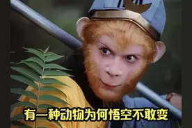 孙悟空七十二变那么厉害，但有一样动物他为何不敢变？视频封面