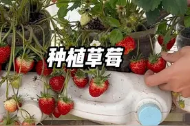 自己在家种草莓，轻松实现草莓自由 #盆栽草莓 #三农 #农业种植视频封面
