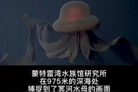罕见！这种酷似“摄魂怪”的冥河水母，是最大的无脊椎食肉动物之一。过去的一个多世纪，人们只见过它115次。#哈利波特摄魂怪##海洋动物#