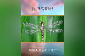 蜻蜓还有这么杜欧鲜为人知的能力？！#科普一下 #蜻蜓 #昆虫 #科普 #生物视频封面