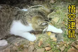 西北之北地貌奇特 悟空天天抓仓鼠 为师有点怕怕的！ #长途骑行视频封面