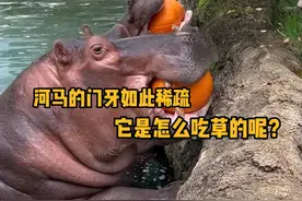 河马的门牙如此稀疏，它是怎么吃草的呢？ #科普  #解压  #河马  #神奇动物 #青少年课外知识讲堂视频封面