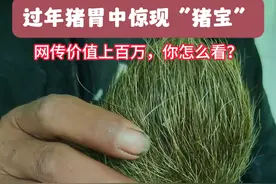 宁南六铁镇：彝族年过年猪胃中发现“猪宝”，网传价值上百万，你怎么看？#猪宝 #彝族年 #杀猪视频封面