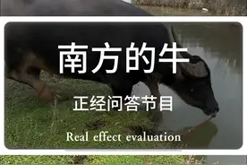 南方的牛都长这样吗？ #黄牛 #水牛 #南北差异 #南方人北方人 #南方水牛
