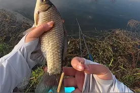 收费38钓一天的小水库，这鱼情也太暴躁啦~ #钓鱼的乐趣只有钓鱼人懂 #原来钓鱼才是抖音运动顶流 #2025dou来钓鱼 #大板鲫 #老坛甜薯视频封面