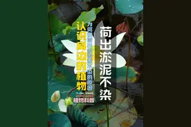 荷叶出淤泥而不染 #出淤泥而不染  #荷花 #水生植物 #植物科普 #自然奇境科普季